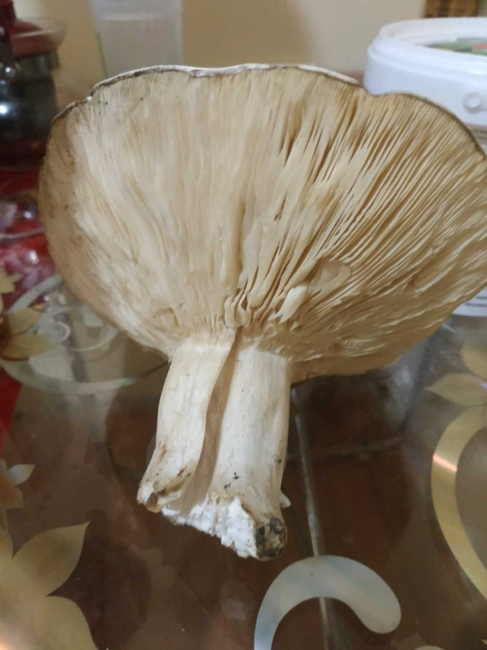 • лейкопаксиллус лепистовидный гриб