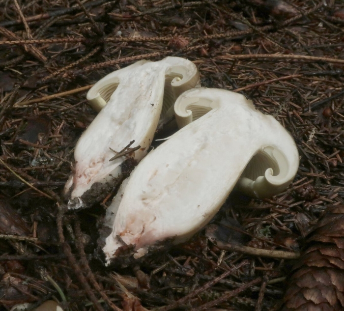 Гриб рядовки