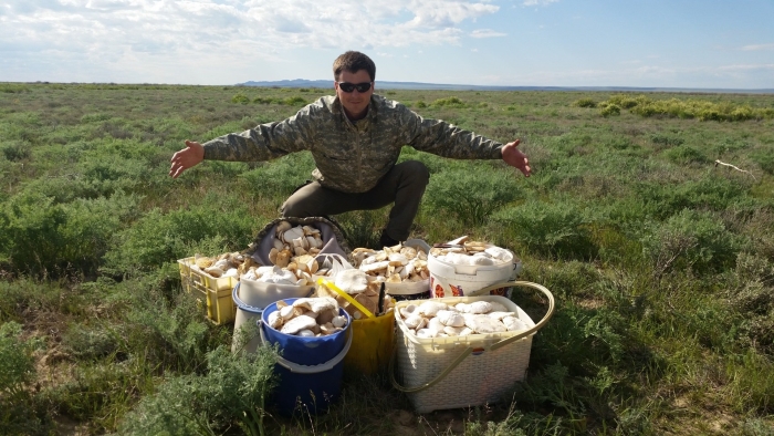 Белый степной гриб в казахстане