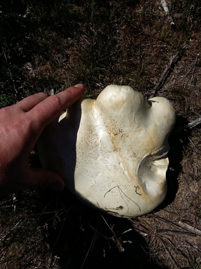 Степные грибы казахстана