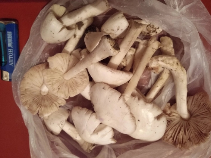 Грибы узбекистана съедобные