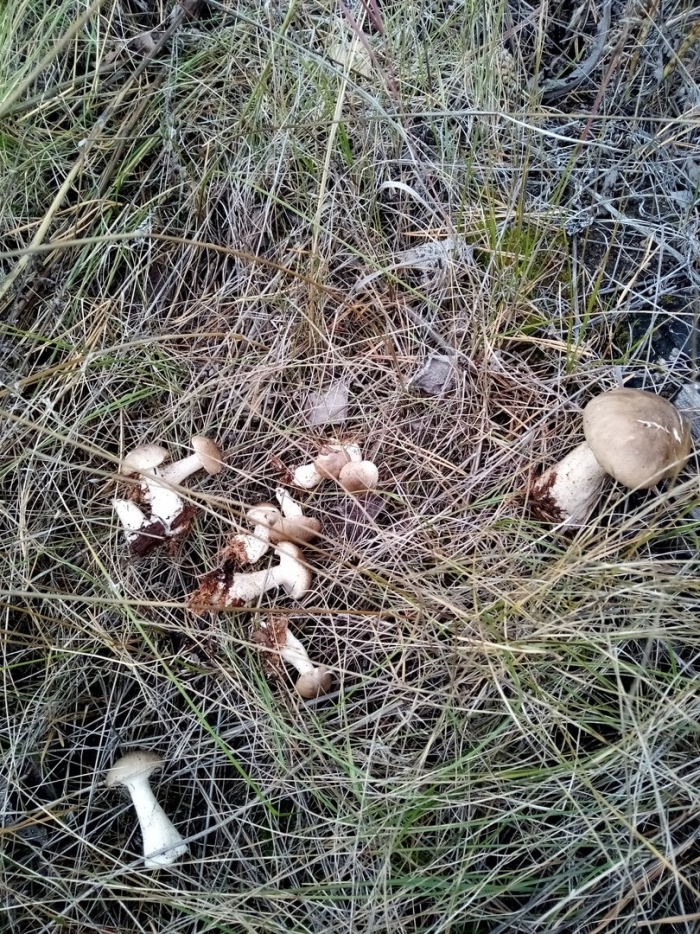 Гриб рядовка