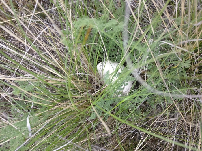 Белый горный гриб крым