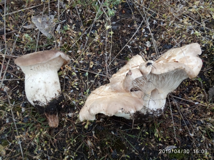 Грибы вешенка степная