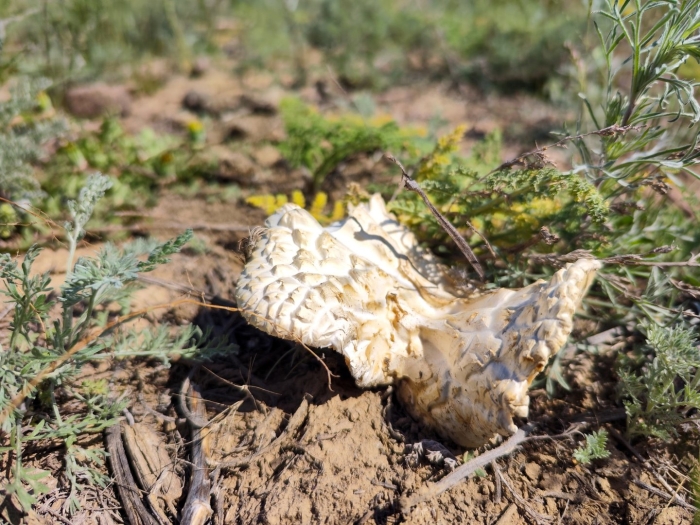 Белый степной гриб в крыму