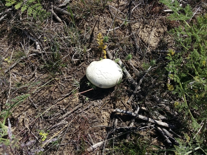 Степной белый гриб