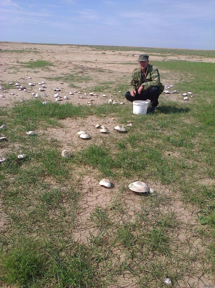 Казахстанский белый степной гриб