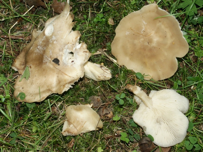 Вешенка степная белый пустынный гриб