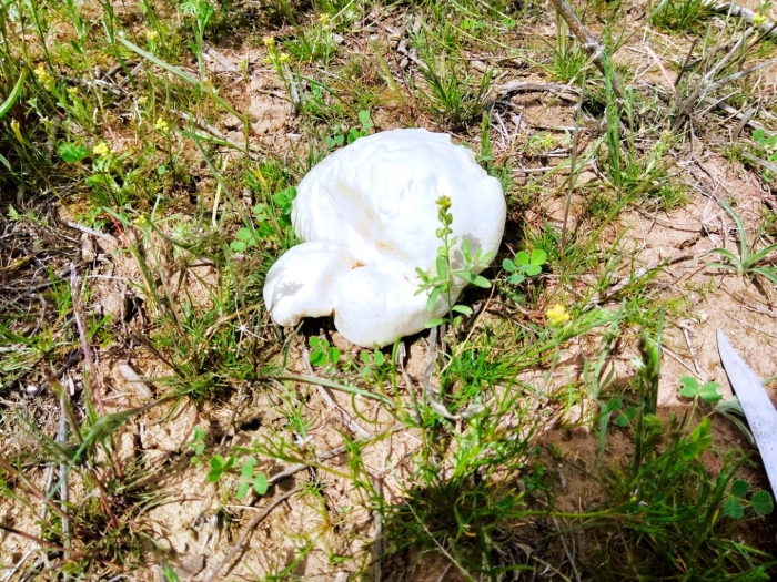 Белый горный гриб