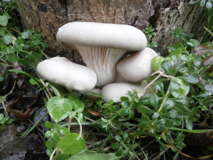 Вёшенка устричная pleurotus ostreatus