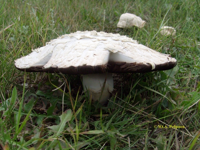 Agaricus bernardii