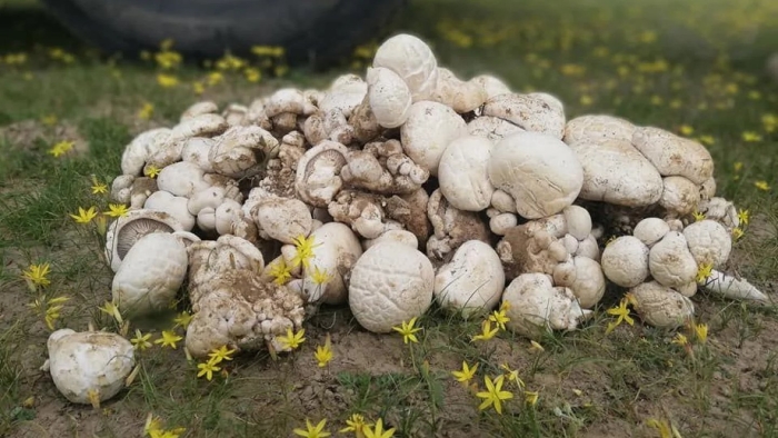 Белый степной гриб в казахстане