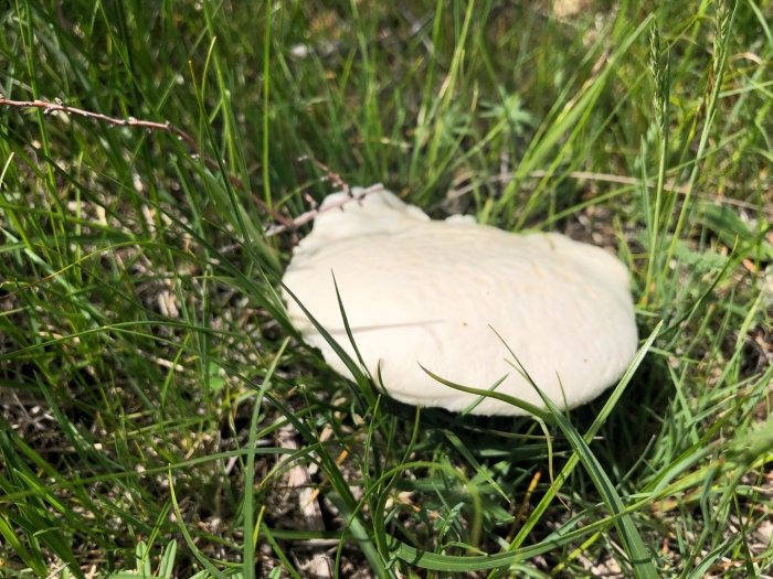 Белый степной гриб