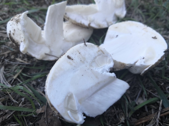 Киргизия белый степной гриб