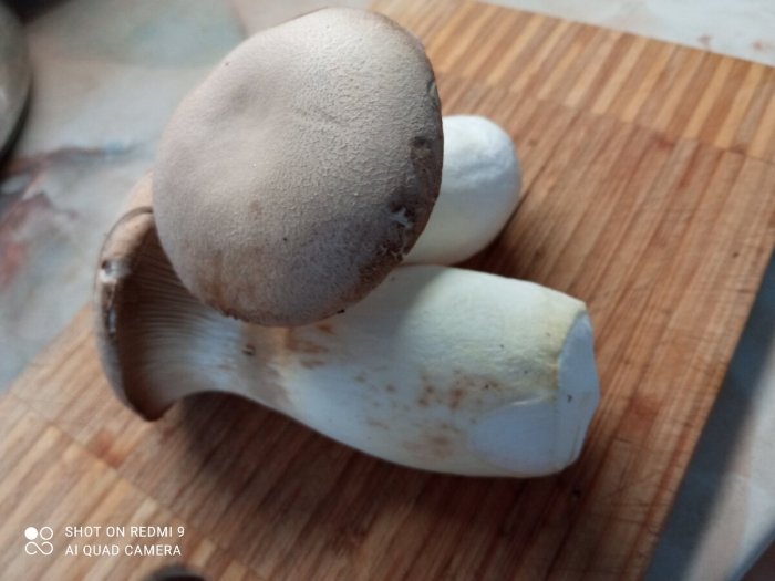 Грибы эринги