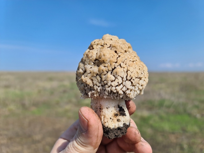 Ростовская область грибы сморчки