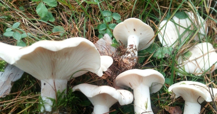 Говорушка гриб