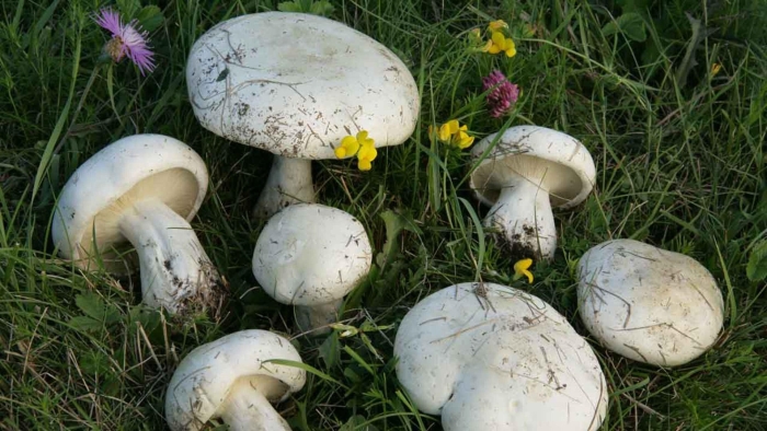 Шампиньон обыкновенный agaricus campestris