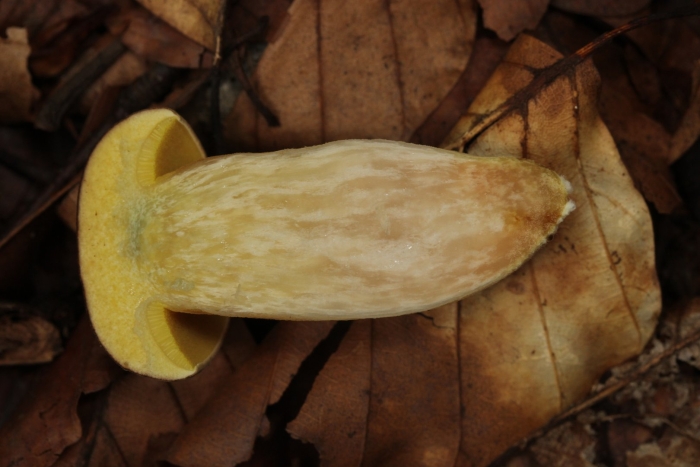 Боровик жёлтый boletus junquilleus