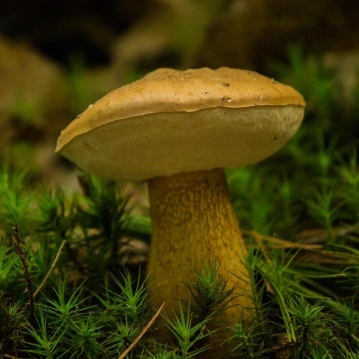 Жёлчный гриб