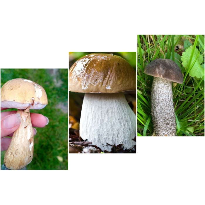 Белый гриб и подберезовик