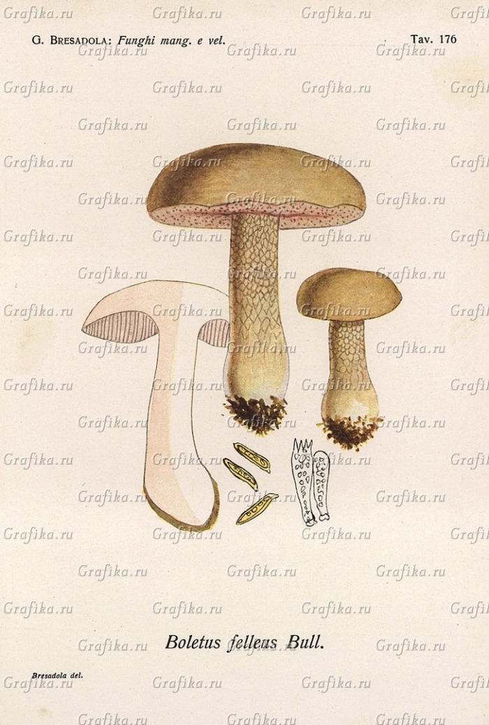 Boletus edulis