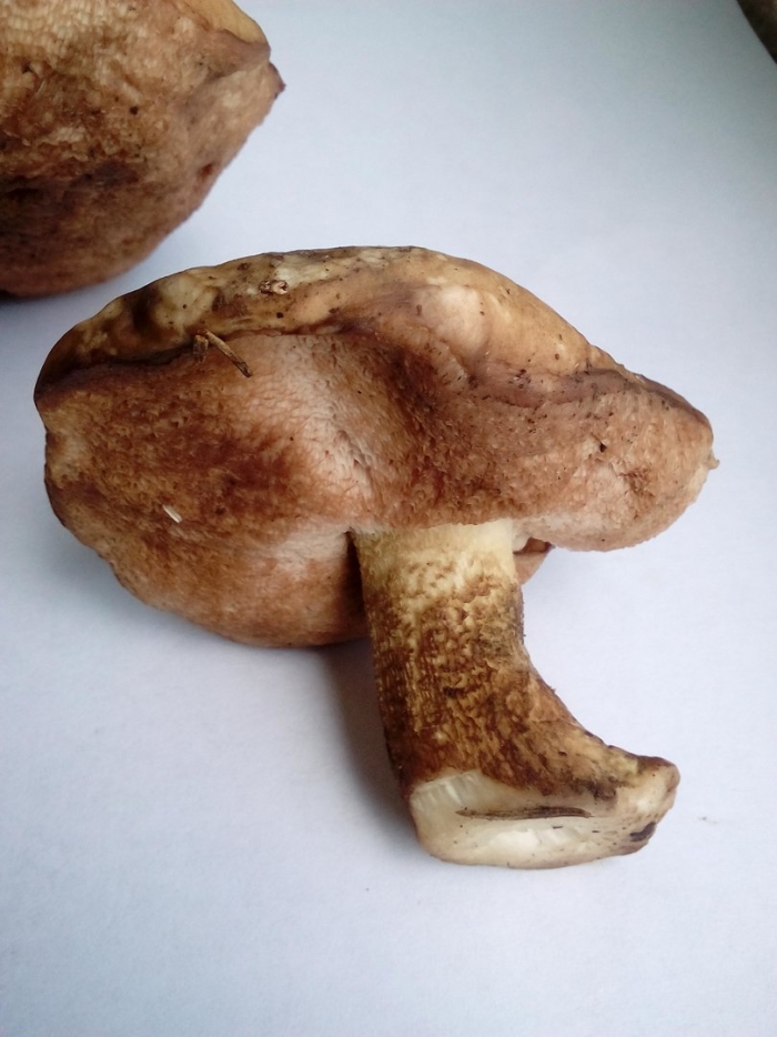 Горчак гриб на срезе