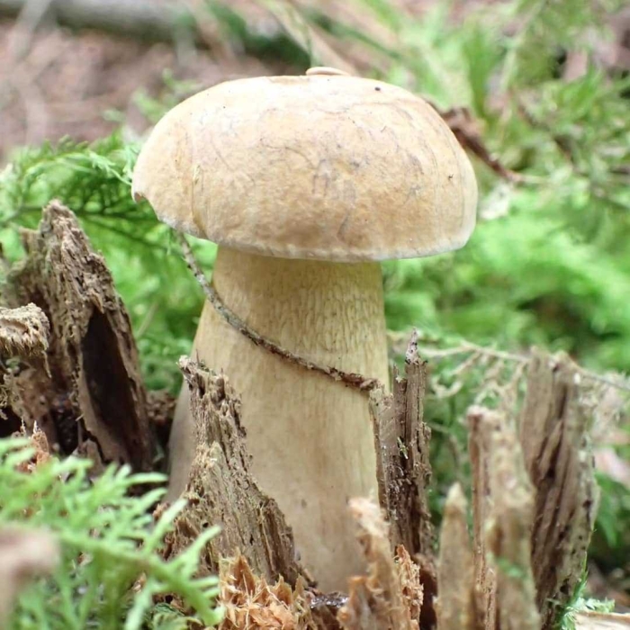 Белый гриб боровик березовый