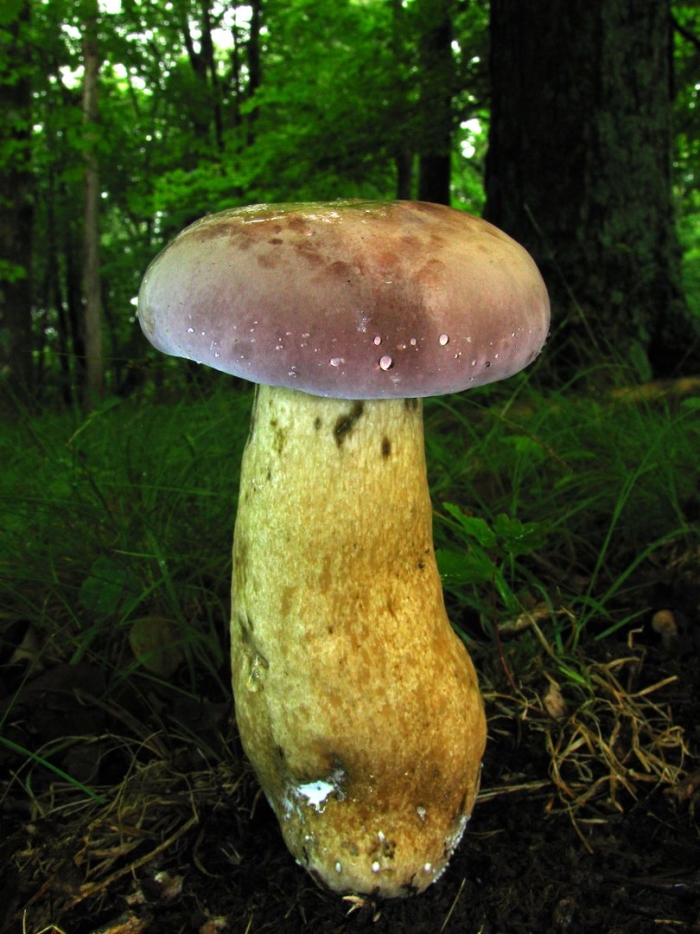Tylopilus felleus