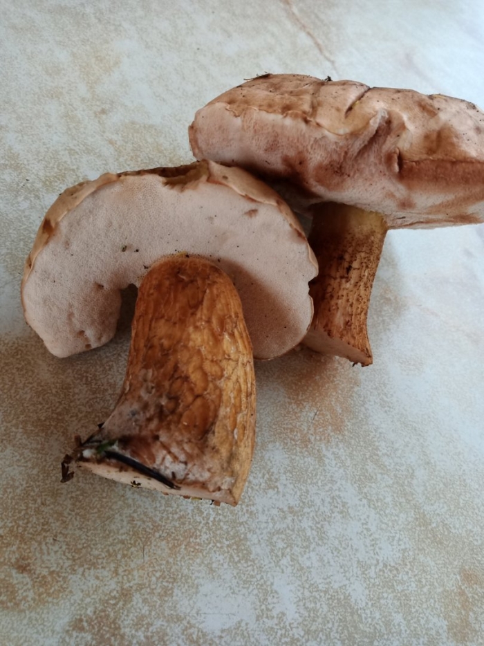 Ложный подберезовик на срезе