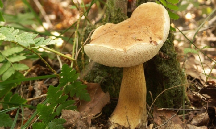 Горчак ложный белый гриб