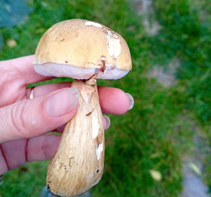 Жёлчный гриб