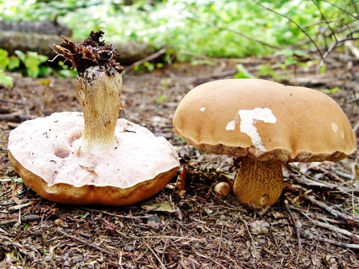 Гриб suillus luteus