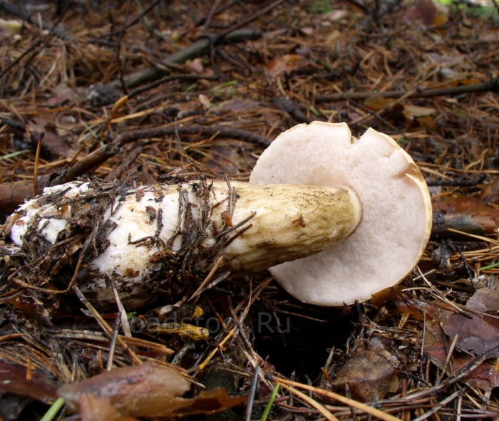 Жёлчный гриб