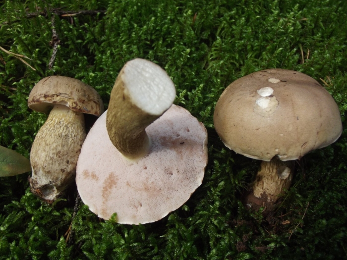 Обыкновенный горчак