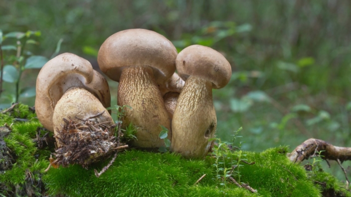 Дубовик оливково-бурый болетовые