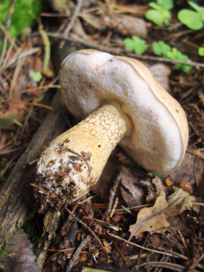 Ложные подберезовики