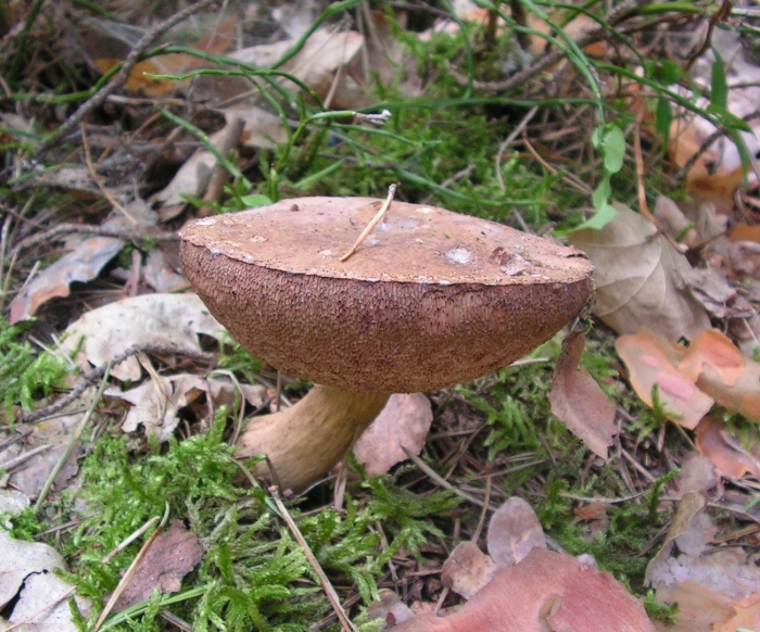 Tylopilus felleus