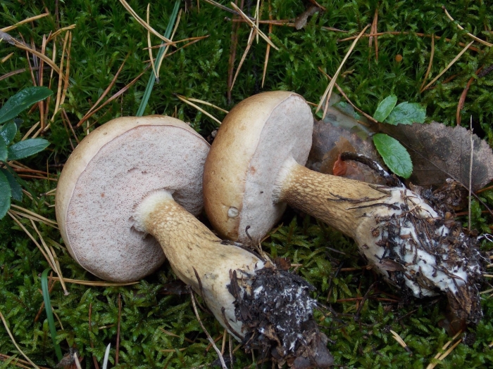 Ложный боровик желчный гриб