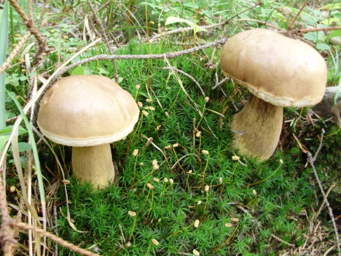 Tylopilus felleus