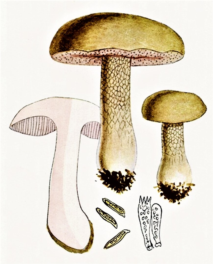 Гимений boletus
