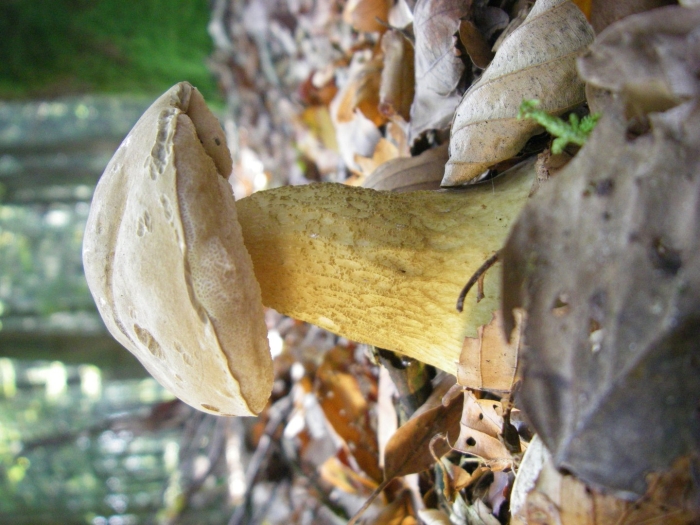 Гриб моховик ложный