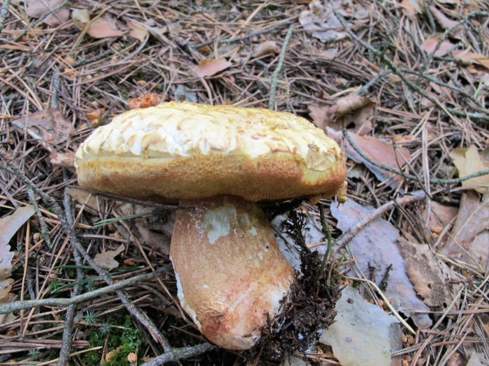 Грибы белый гриб