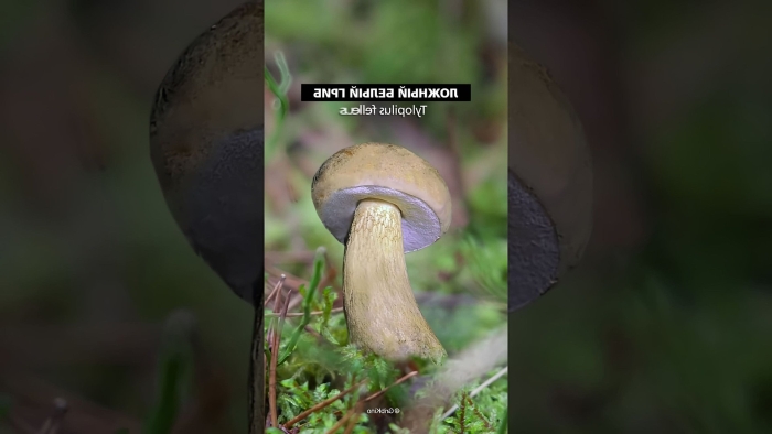 Ложные грибы