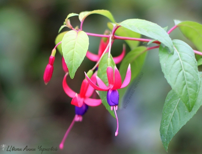 Фуксия кустовая