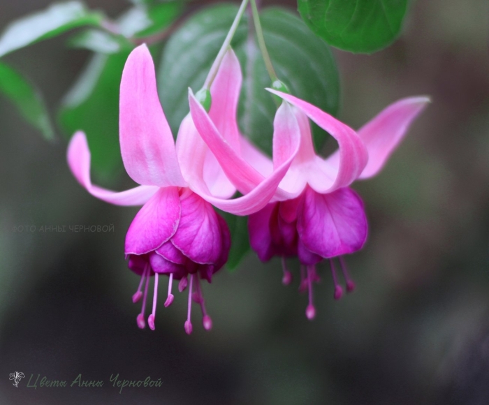 Фуксия ла розита