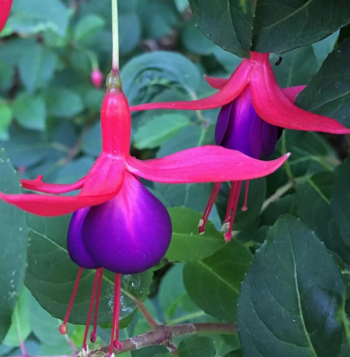 Фуксия трехлистная