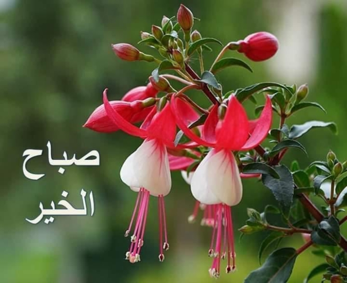 Фуксия freddy fuhrmann