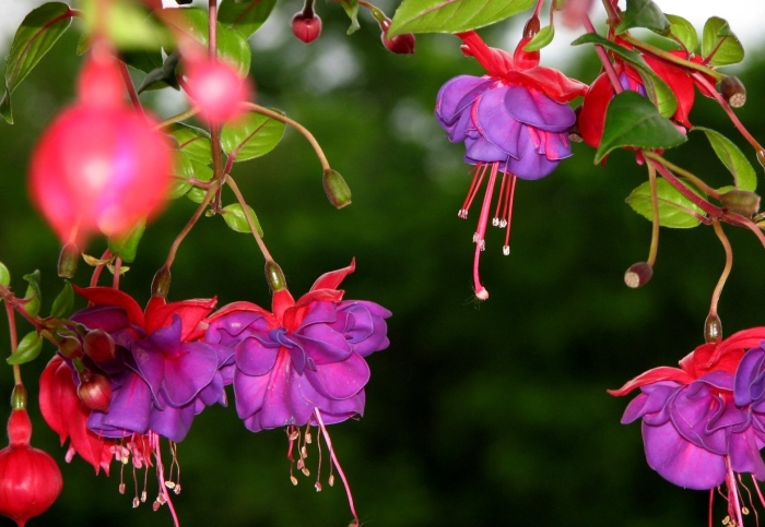 Фуксия мульти роуз