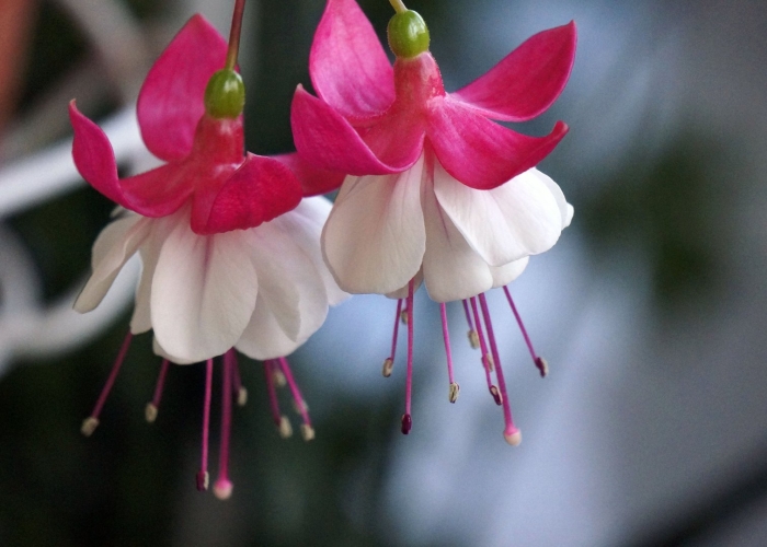 Фуксия леонита ред уайт